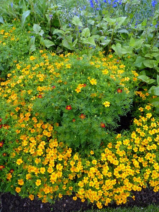 Tagetes signata pumila